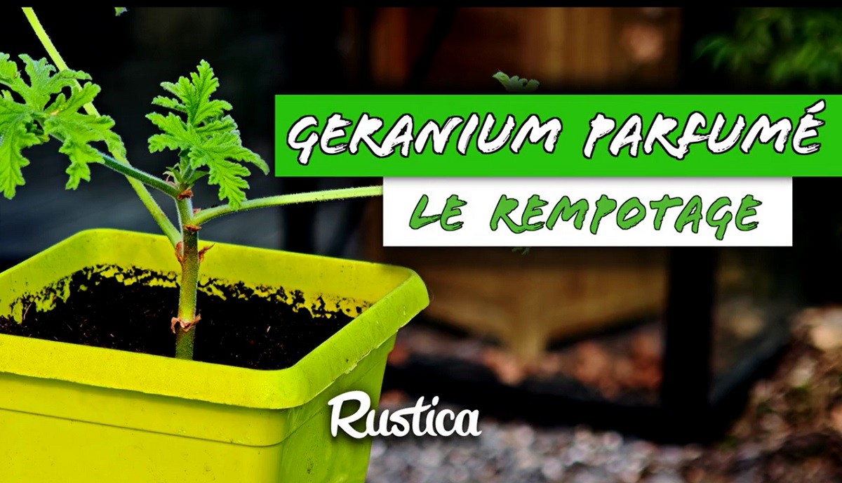 Bouture de géranium : comment réussir le rempotage étape par étape