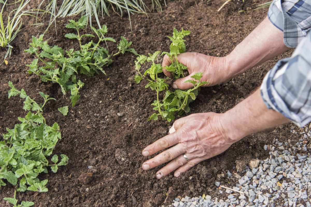 Réussir à planter la verveine : guide complet pour un jardin florissant