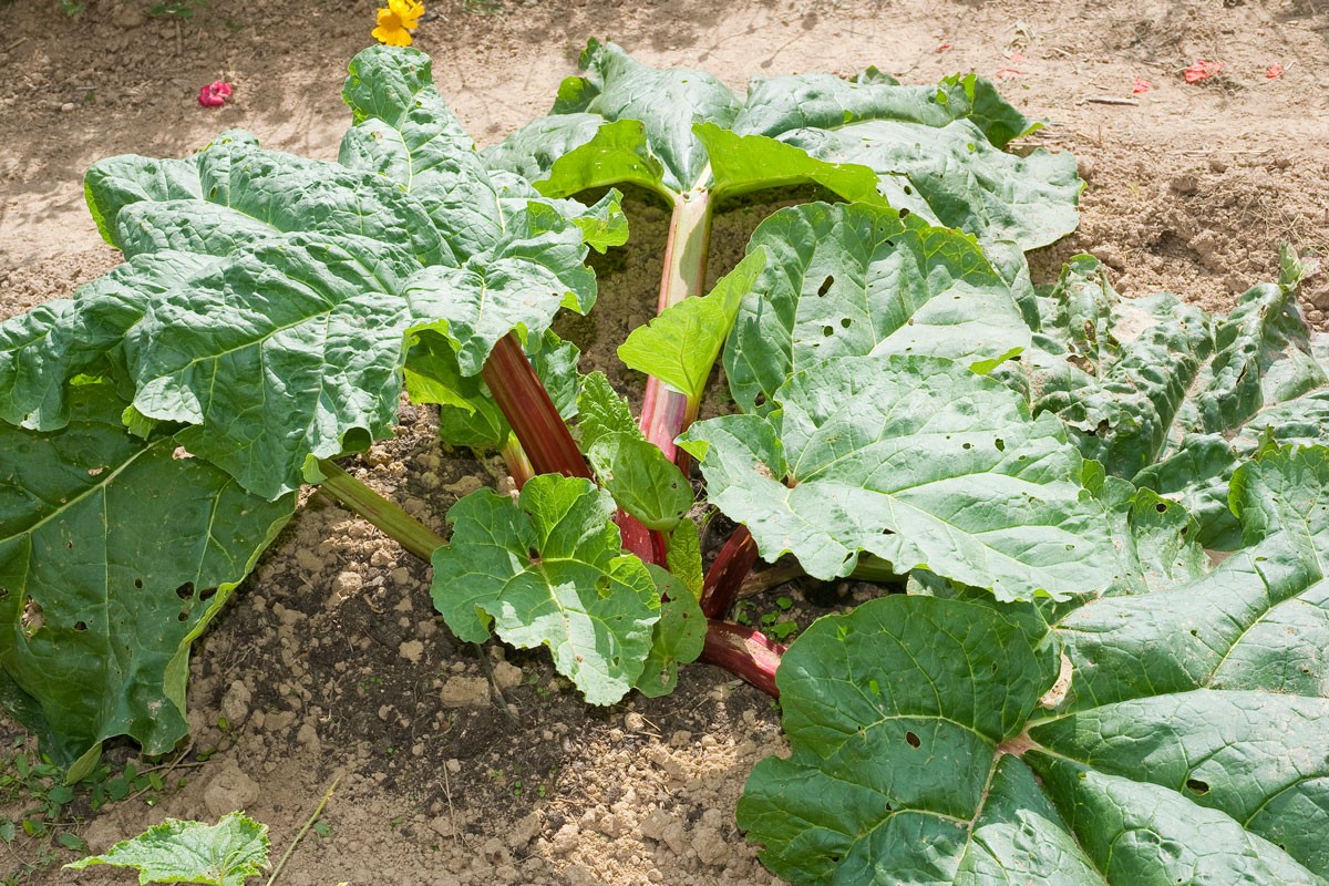 Rhubarbe : guide complet pour sa plantation, son entretien et ses recettes gourmandes