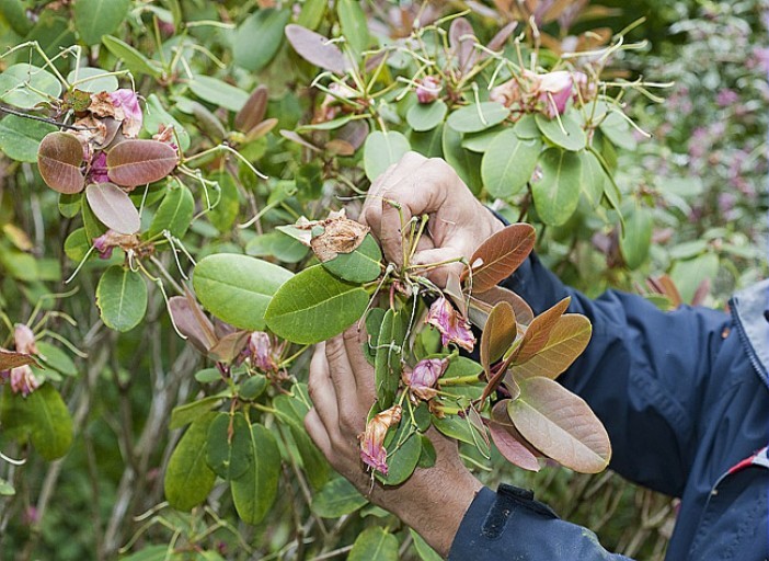 Tailler le rhododendron : quelles techniques utiliser pour une taille réussie ?