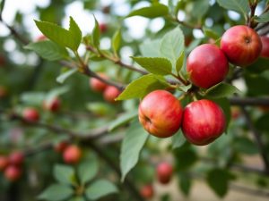 Prunier qui végète ? La transplantation pourrait tout changer