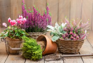 Toussaint : pour fleurir les tombes, il n'y a pas que le chrysanthème !