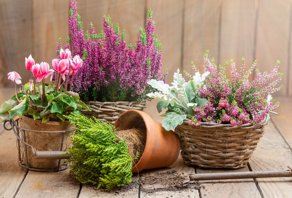 Toussaint : pour fleurir les tombes, il n'y a pas que le chrysanthème !