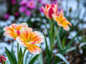 Ces fleurs qui s’épanouissent après le froid : un spectacle naturel à savourer