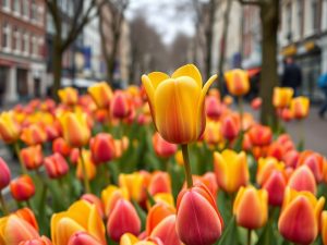 Amsterdam célèbre la Journée nationale de la tulipe avec 200 000 fleurs offertes