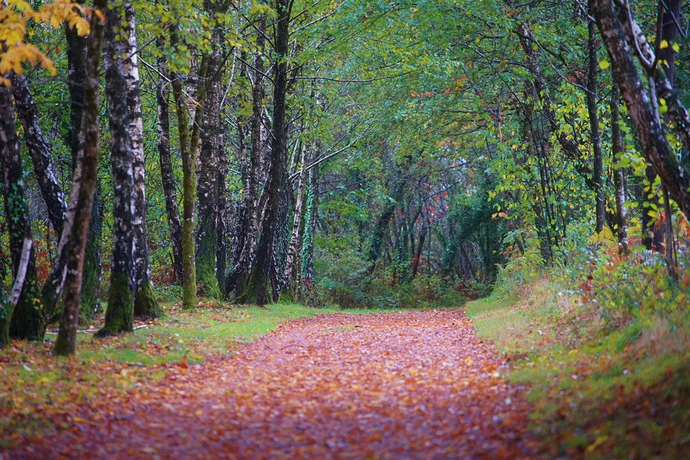 Aux portes de Paris, la plus grande forêt créée depuis quatre siècles prend forme