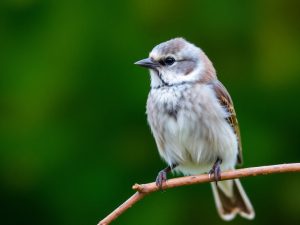 Faut-il nourrir les oiseaux au jardin toute l’année ?