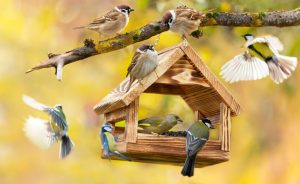 Jardins sous surveillance : un week-end pour observer les oiseaux en France