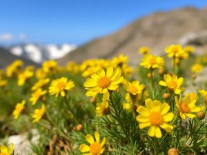 Dans les Pyrénées-Orientales, le mimosa fleurit avec un mois d’avance sous l’effet du réchauffement climatique