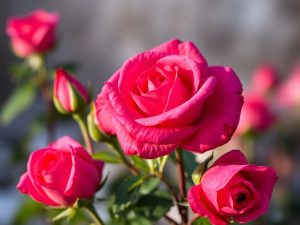 Tout pour la rose cultivée en France