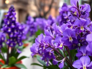 Toulouse célèbre la Fête de la Violette et son savoir‑faire floral