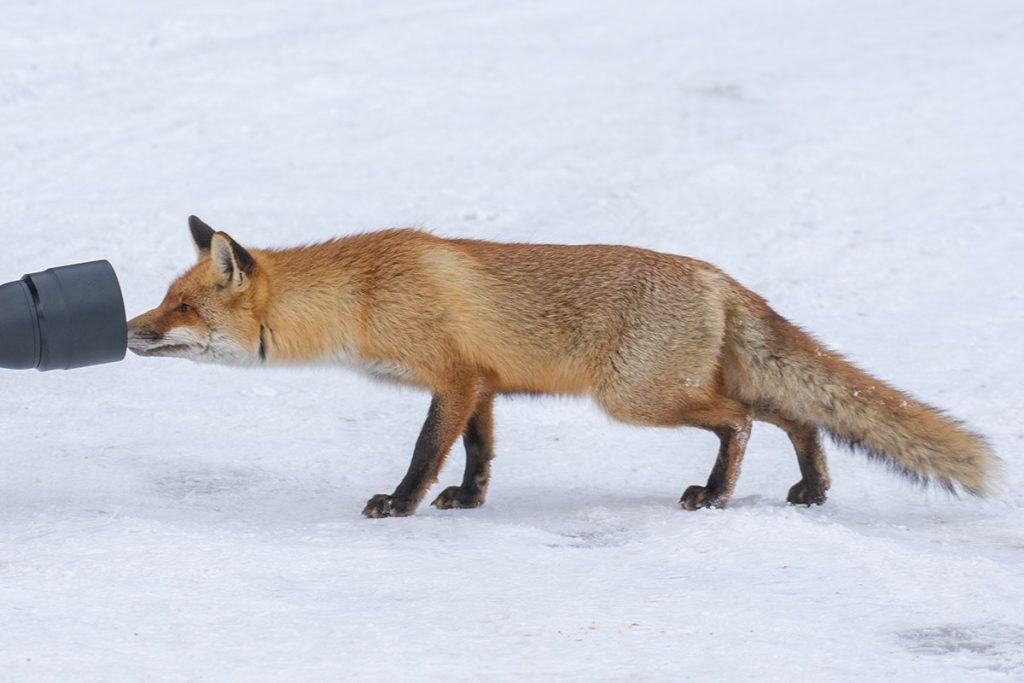 Les risques de la photo animalière pour la faune