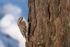 Grimpereau : tout savoir sur cet oiseau discret des forêts