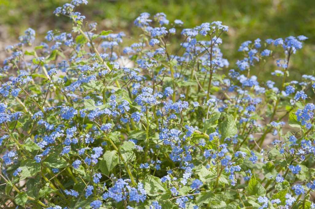 Myosotis du Caucase, la pépite végétale 2026 mise à l’honneur par AJJH