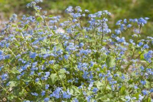 Myosotis du Caucase, la pépite végétale 2026 mise à l’honneur par AJJH