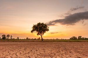 El Niño : comprendre son influence et ses risques pour nos jardins
