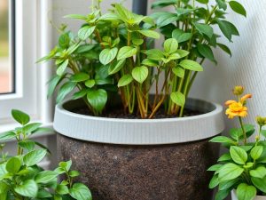 Phytoépuration : tout savoir sur le traitement des eaux usées de la maison par les plantes