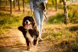 Promenade en forêt avec votre chien : pourquoi la laisse est indispensable jusqu’au 30 juin