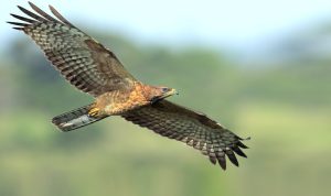 Bondrée apivore : tout savoir sur cet oiseau