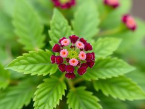 Ageratum : tout savoir sur cette plante aux fleurs pompons colorés