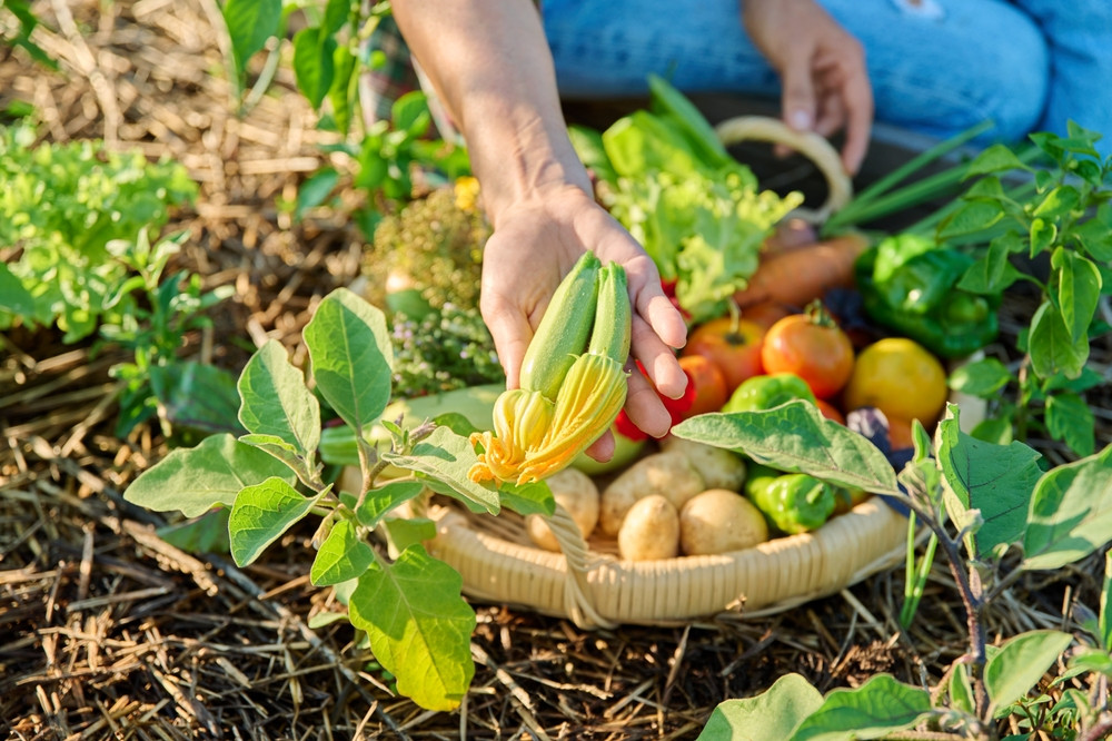 Les conséquences de la chaleur sur le goût des fruits et légumes du jardin