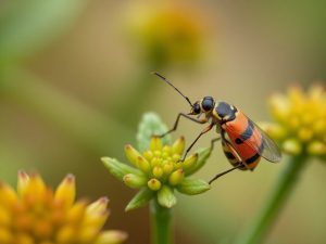 Comment éliminer les pucerons sans produits chimiques et sauver vos plantes