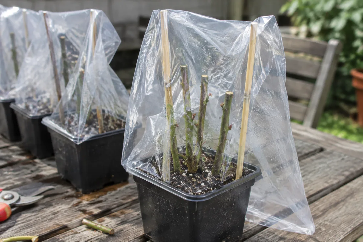 Bouturage des hortensias : comment obtenir de jeunes plants ?