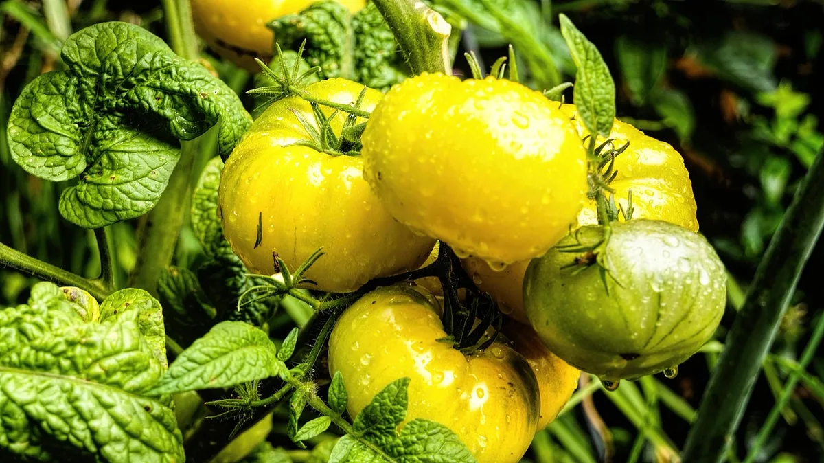 Gros plan de tomates encore vertes sur la plante exposées à forte chaleur