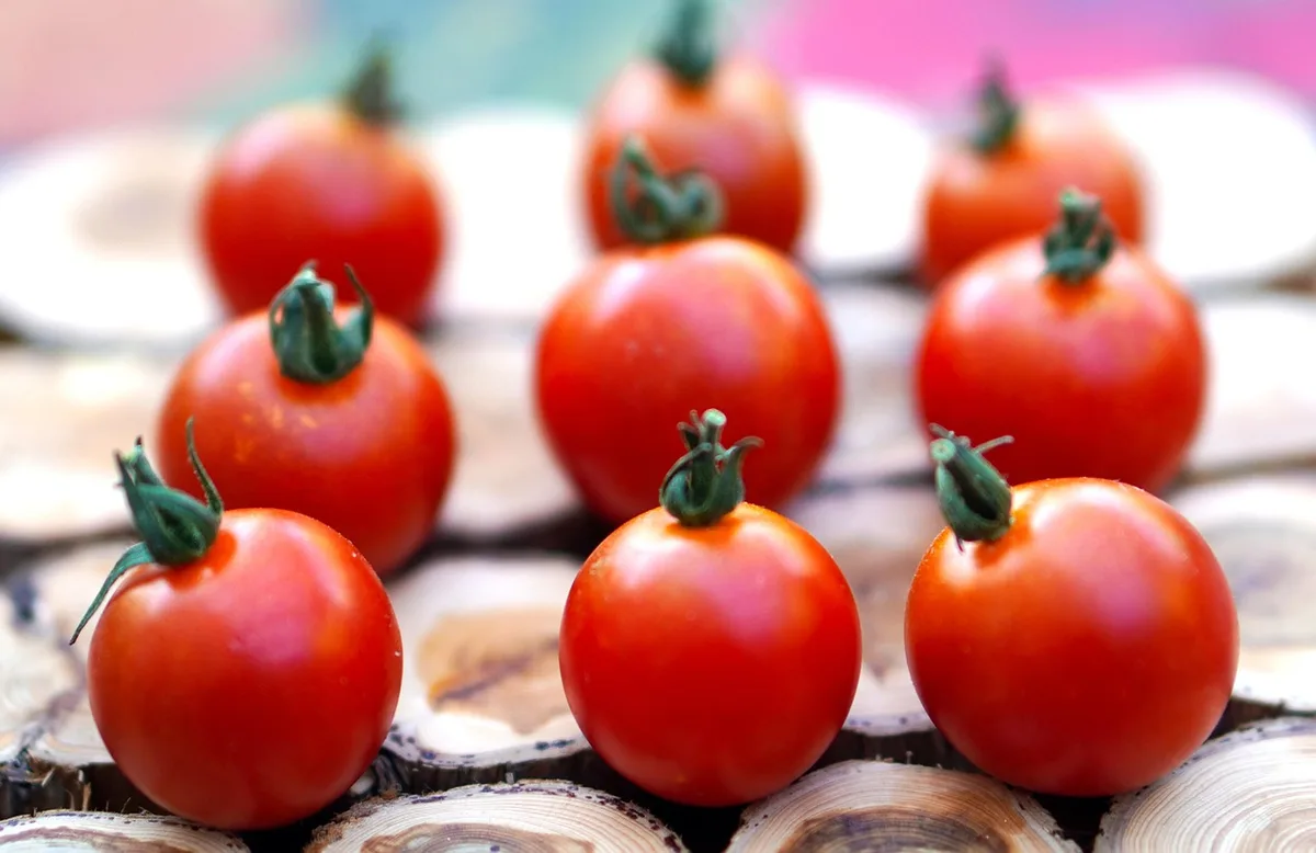 Tomates vertes récoltées disposées à l'intérieur pour mûrir