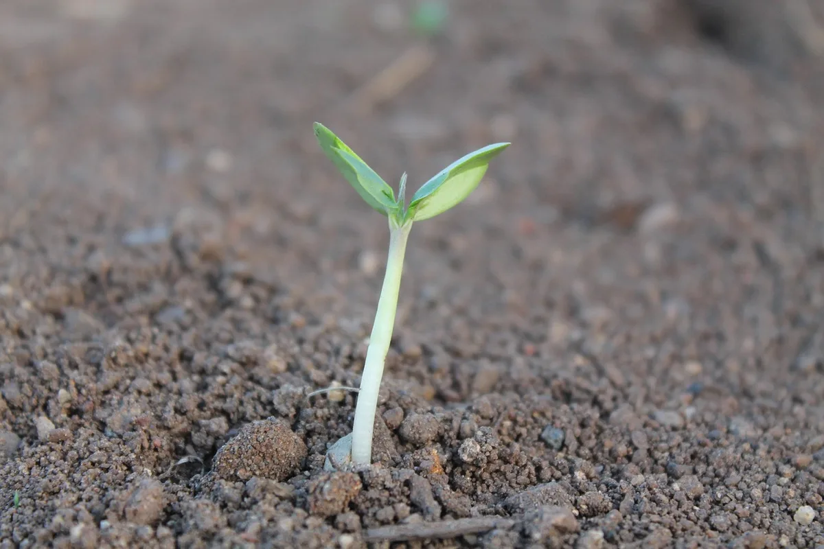 Plateau de semis avec jeunes plantules d'agapanthe en germination