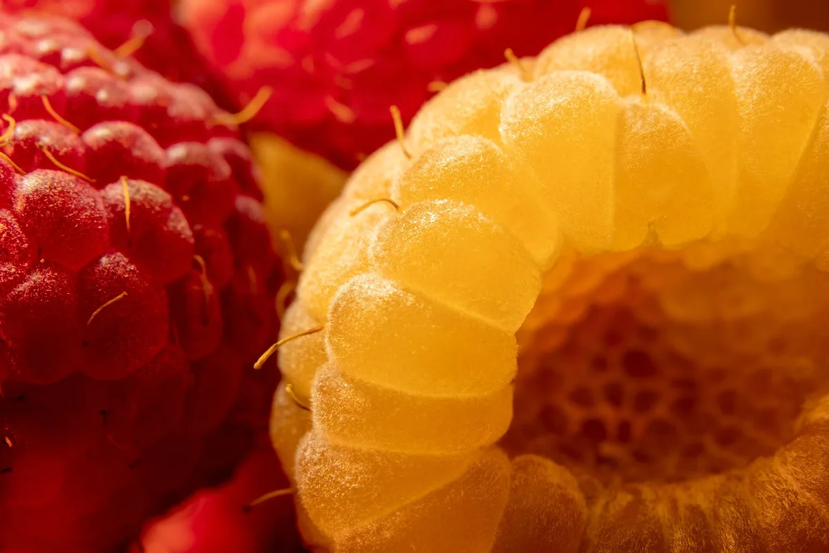 Framboisier montrant fruits d'été et fruits d'automne pour distinguer remontant et non remontant