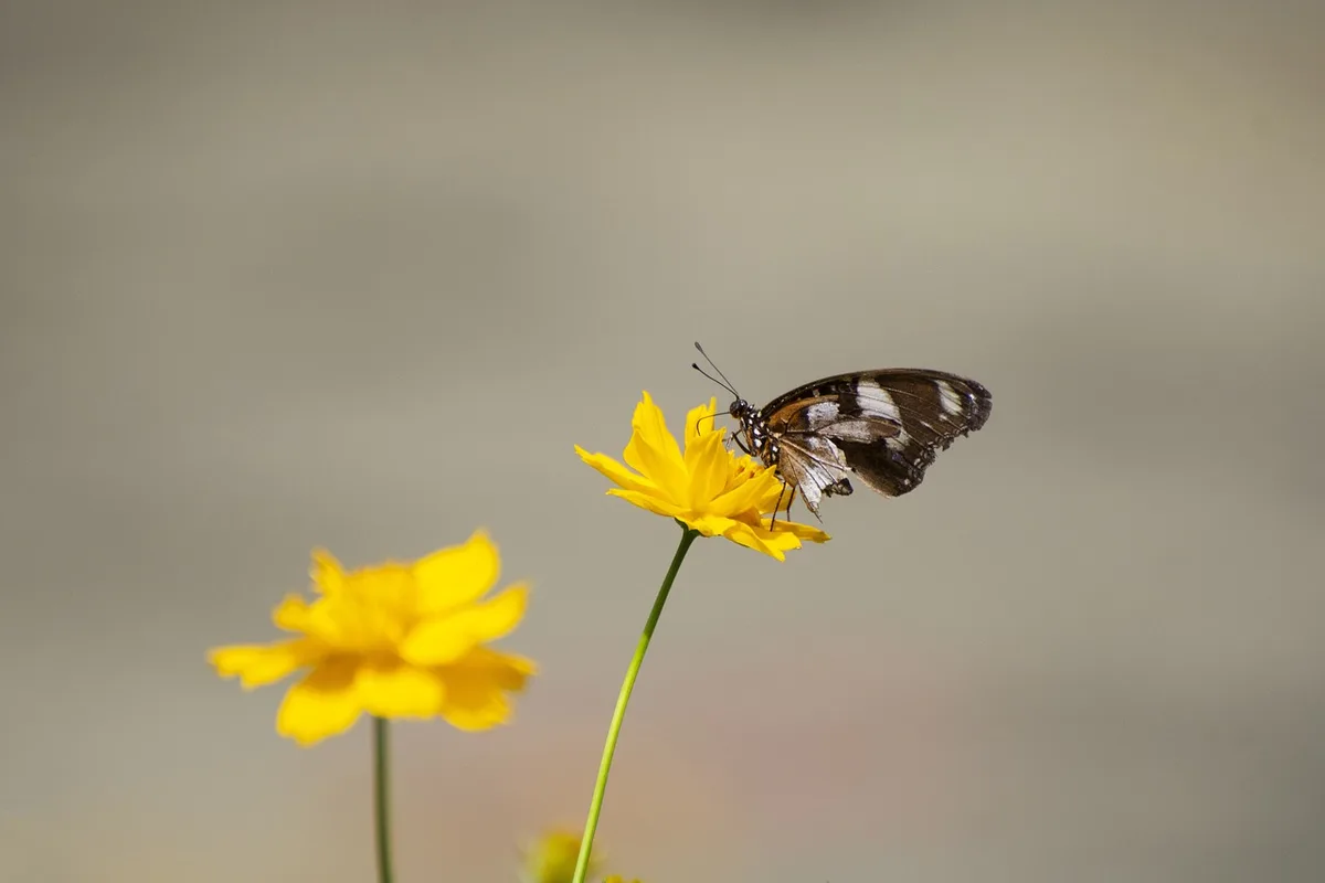 Insectes et fleurs sur une bande herbeuse le long d'une route