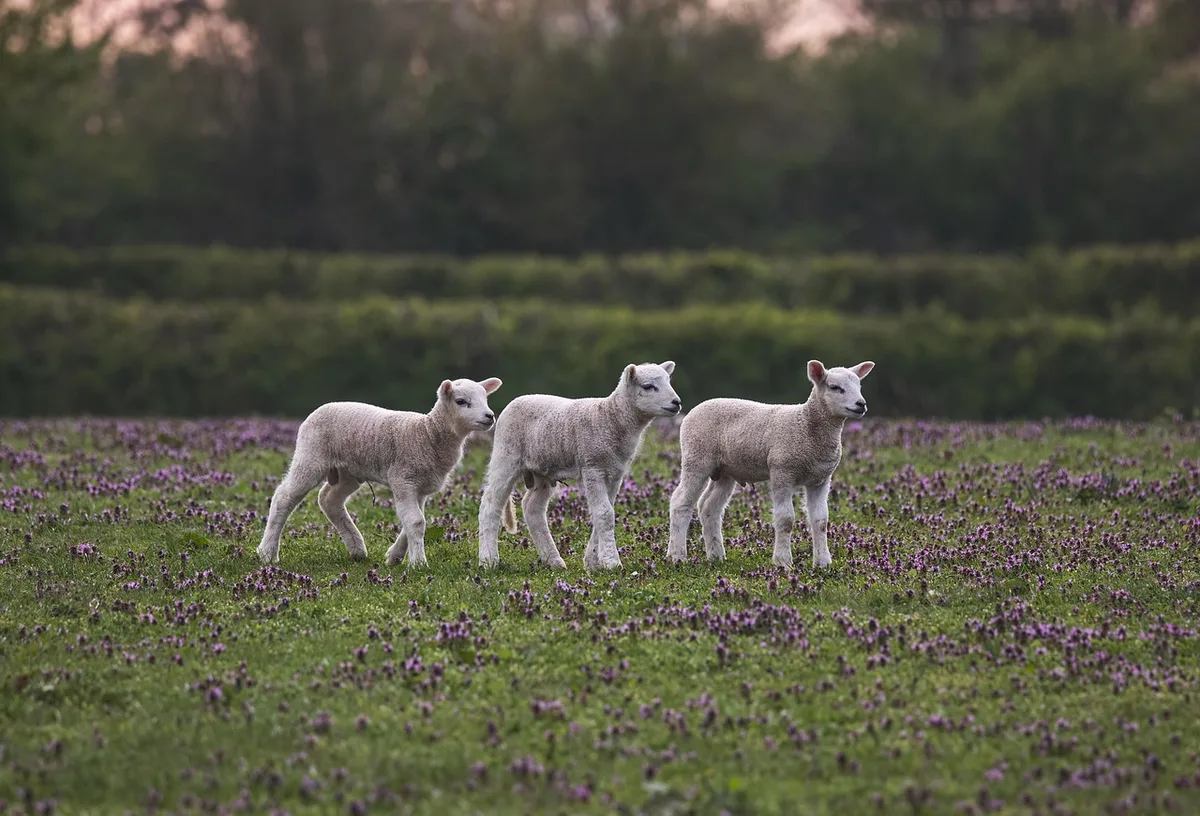 Bande d'accotement avec herbes hautes et fleurs sauvages le long d'une route