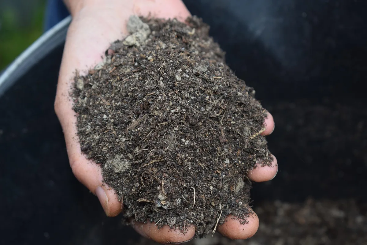 Allée de jardin ombragée avec paillage et strates végétales