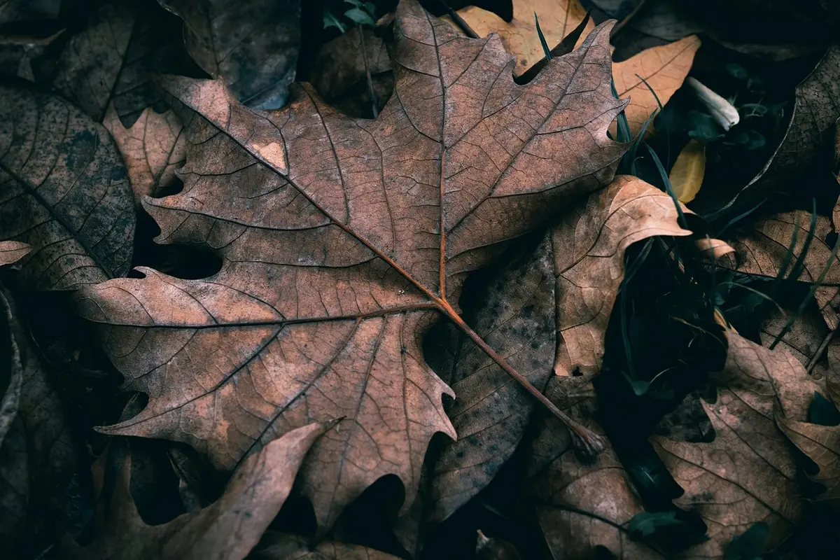 Feuillage fin d'érable dans un sous-bois ombragé illustrant son habitat d'origine