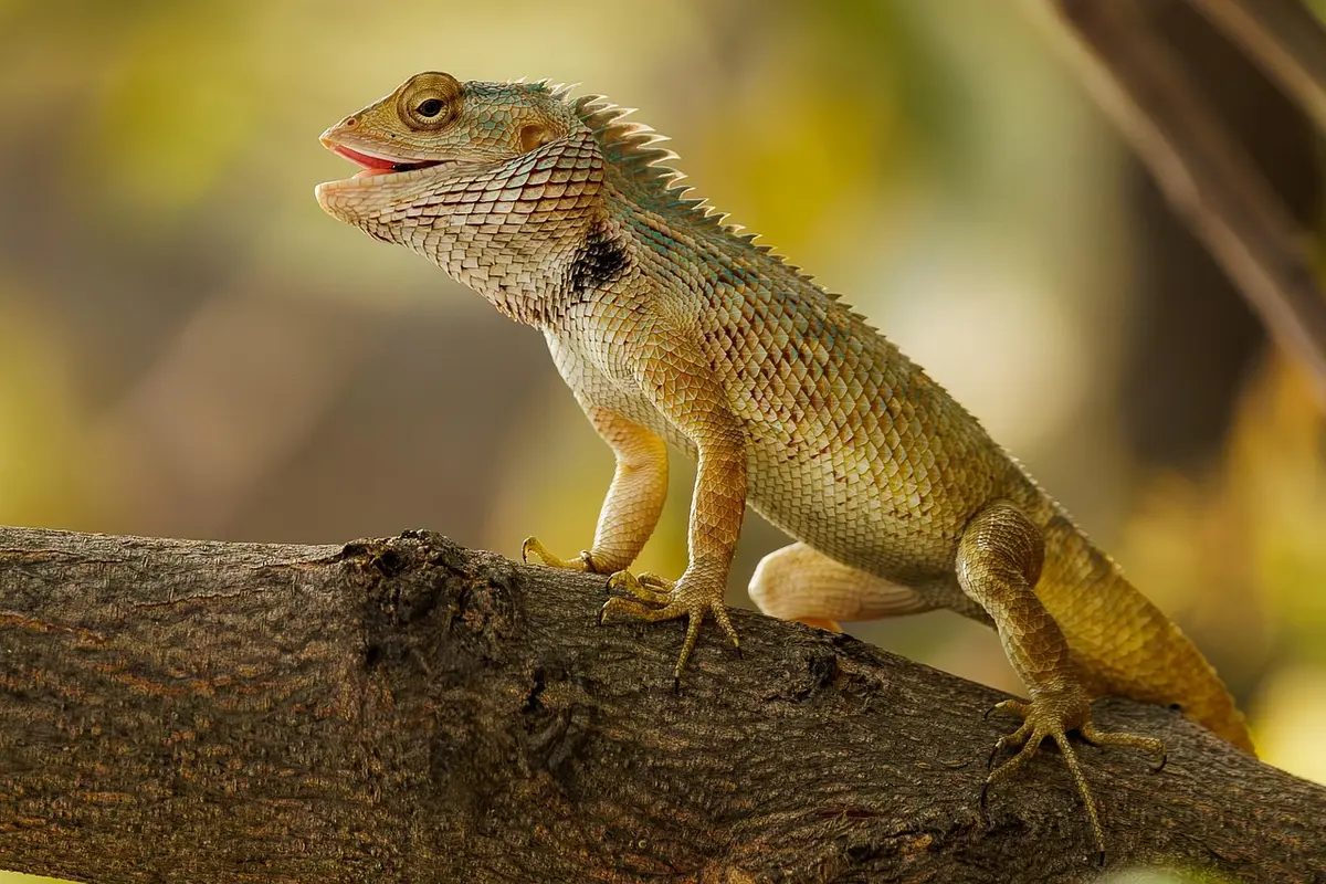 Reptile cherchant de l'ombre dans un jardin sec