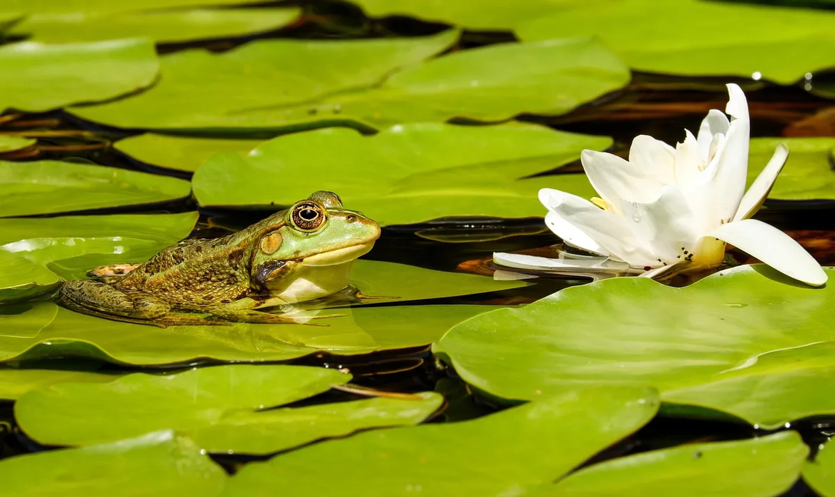 Petit bassin de jardin attirant la faune terrestre
